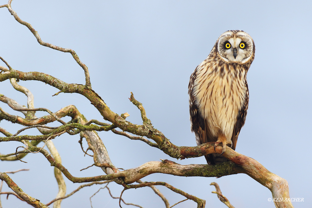 Short-eared Owl