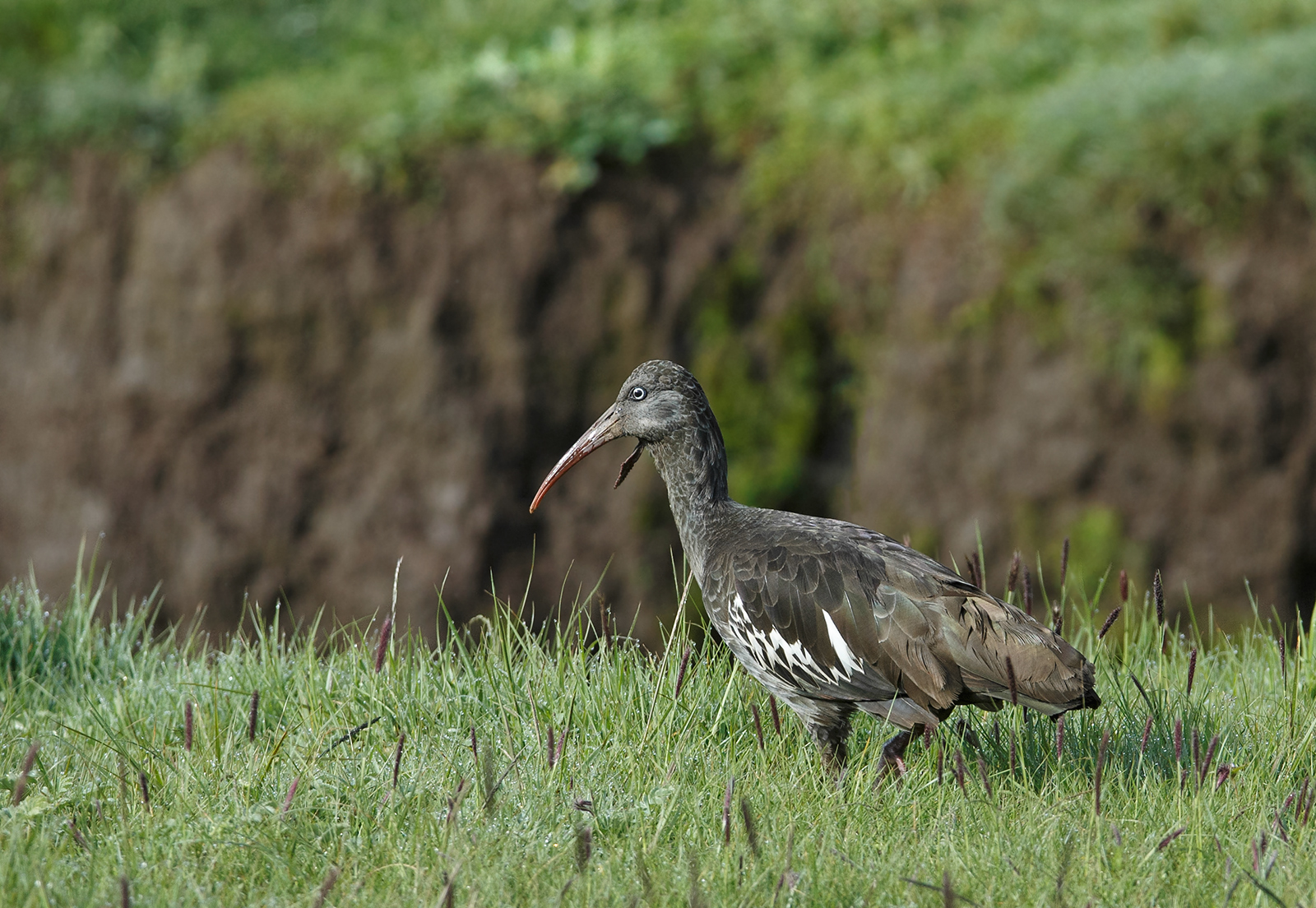 Wattled Ibis