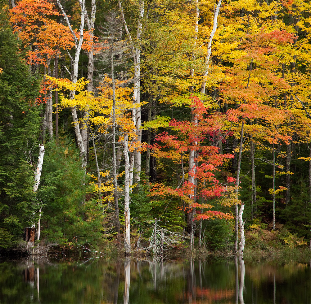 Autumn Morning