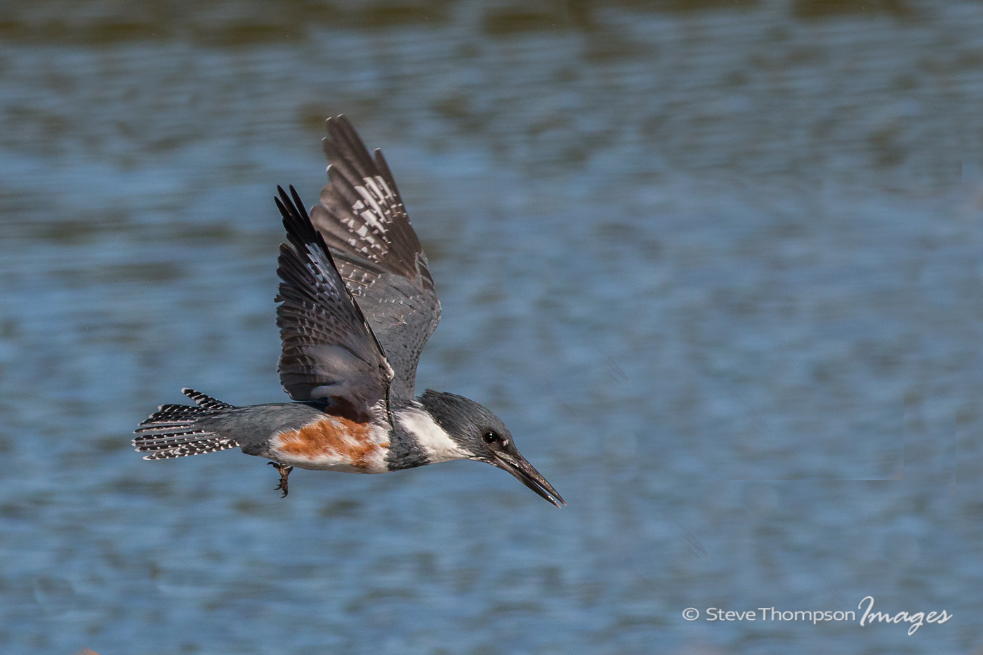 Diving Kingfisher