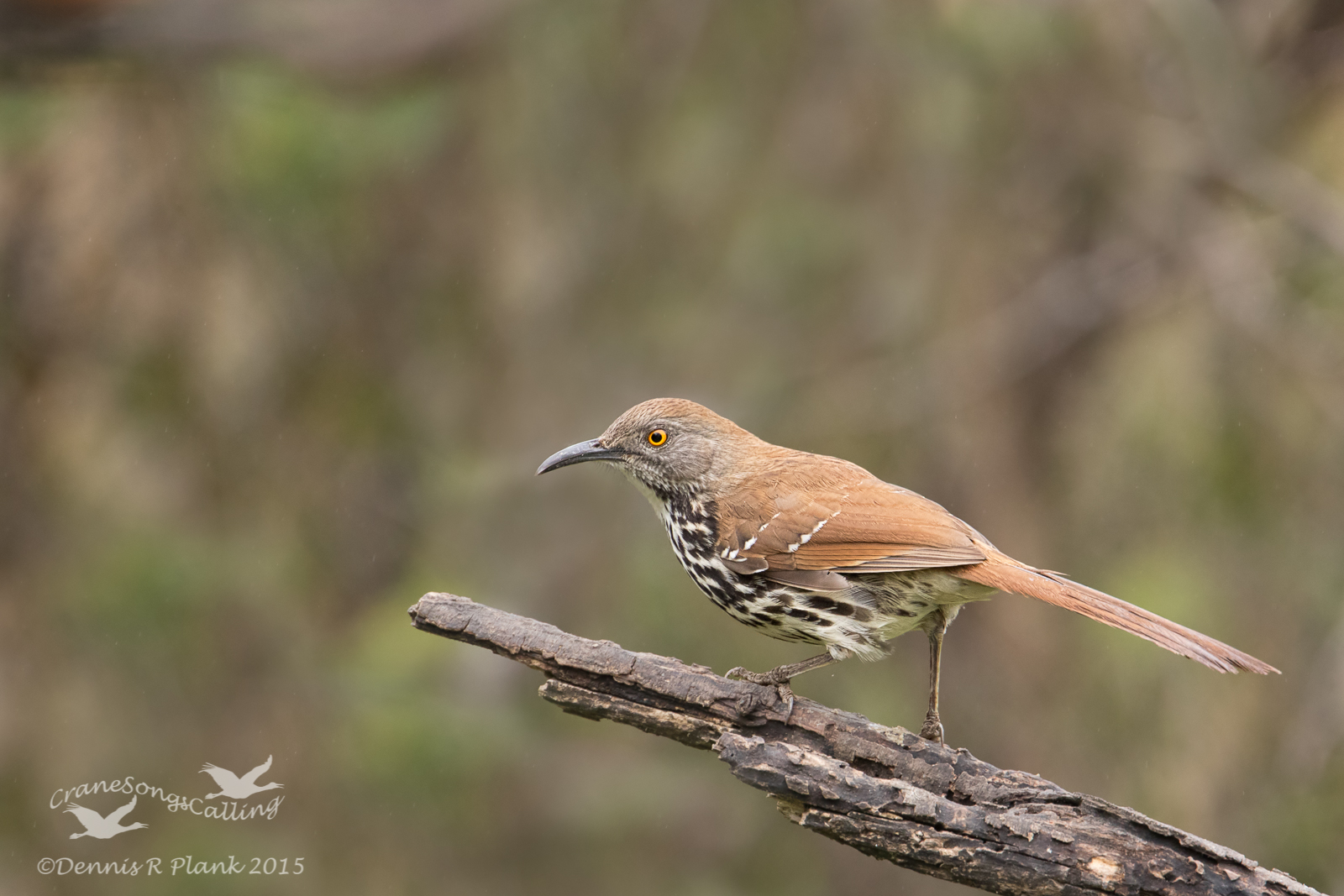 Long-billed Thrasher