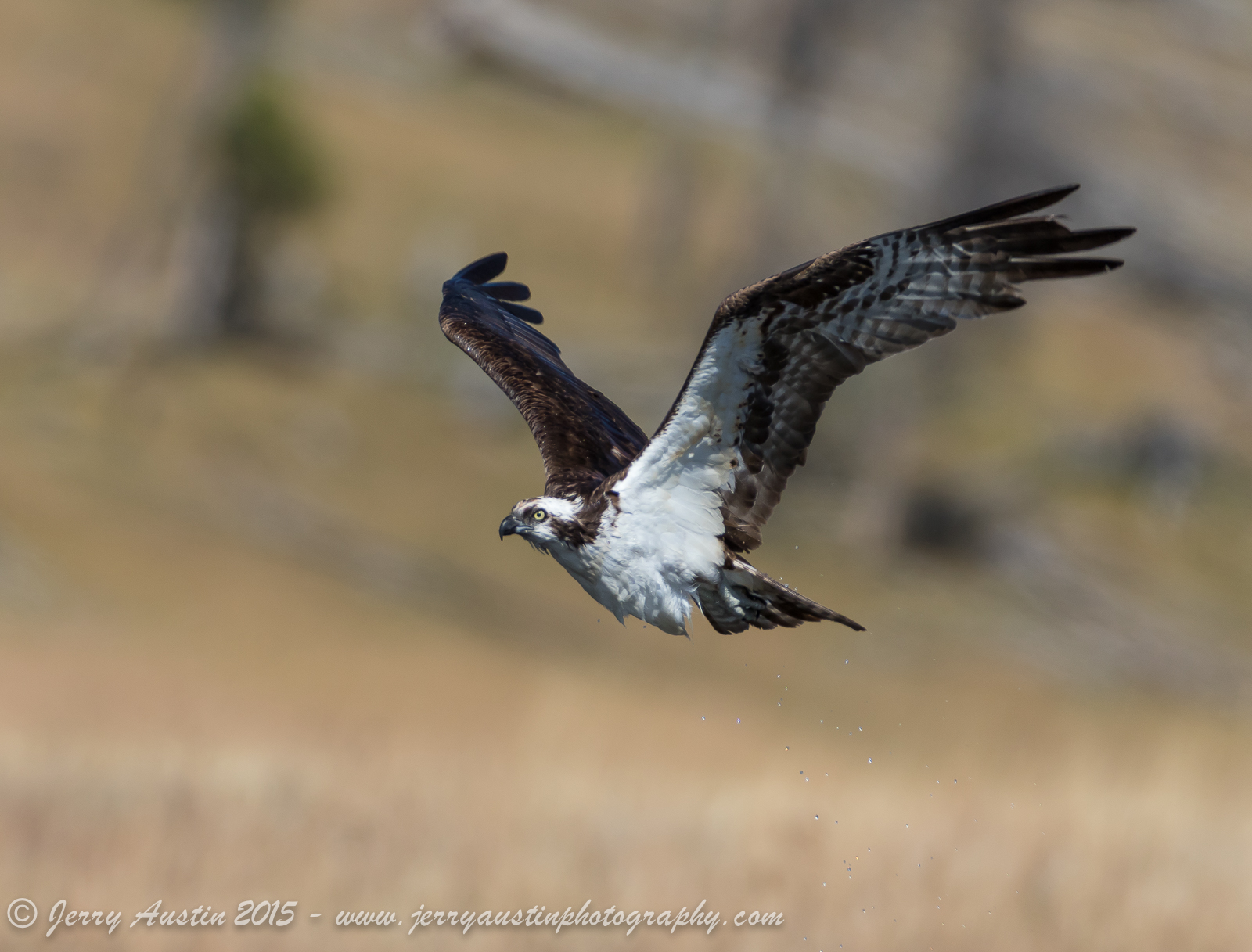 Firehole River Osprey