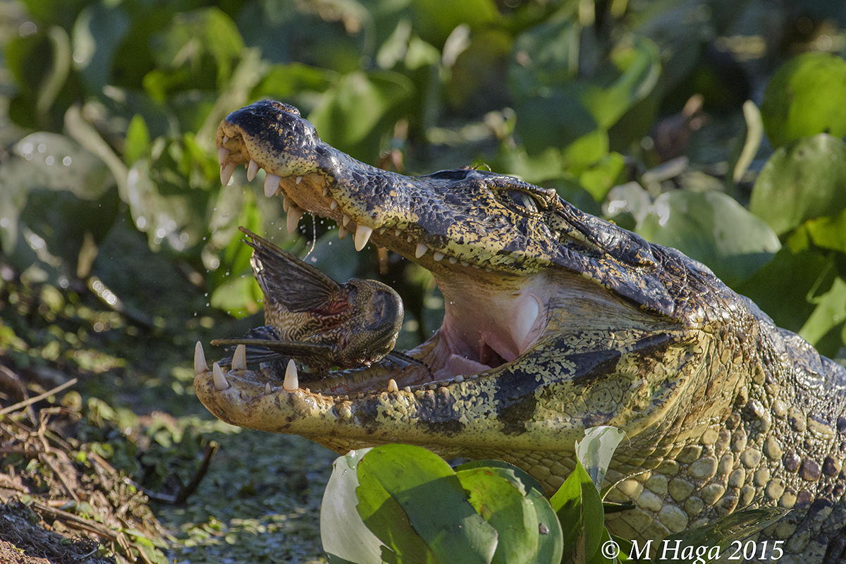 Caiman