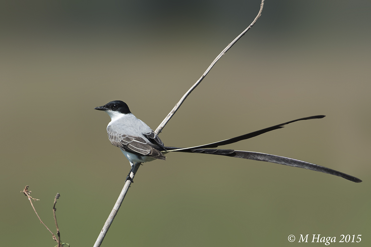 Fork-tailed Flycatcher