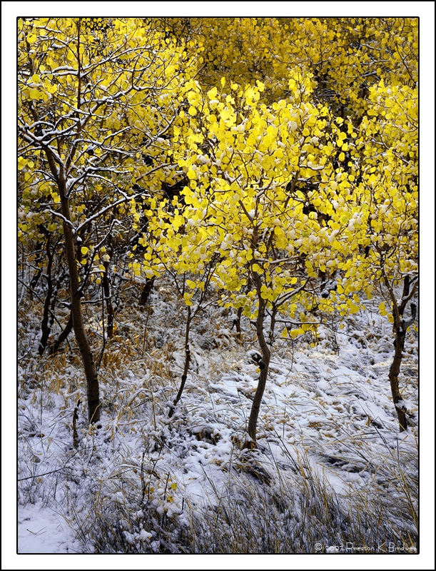 Aspens In Snow