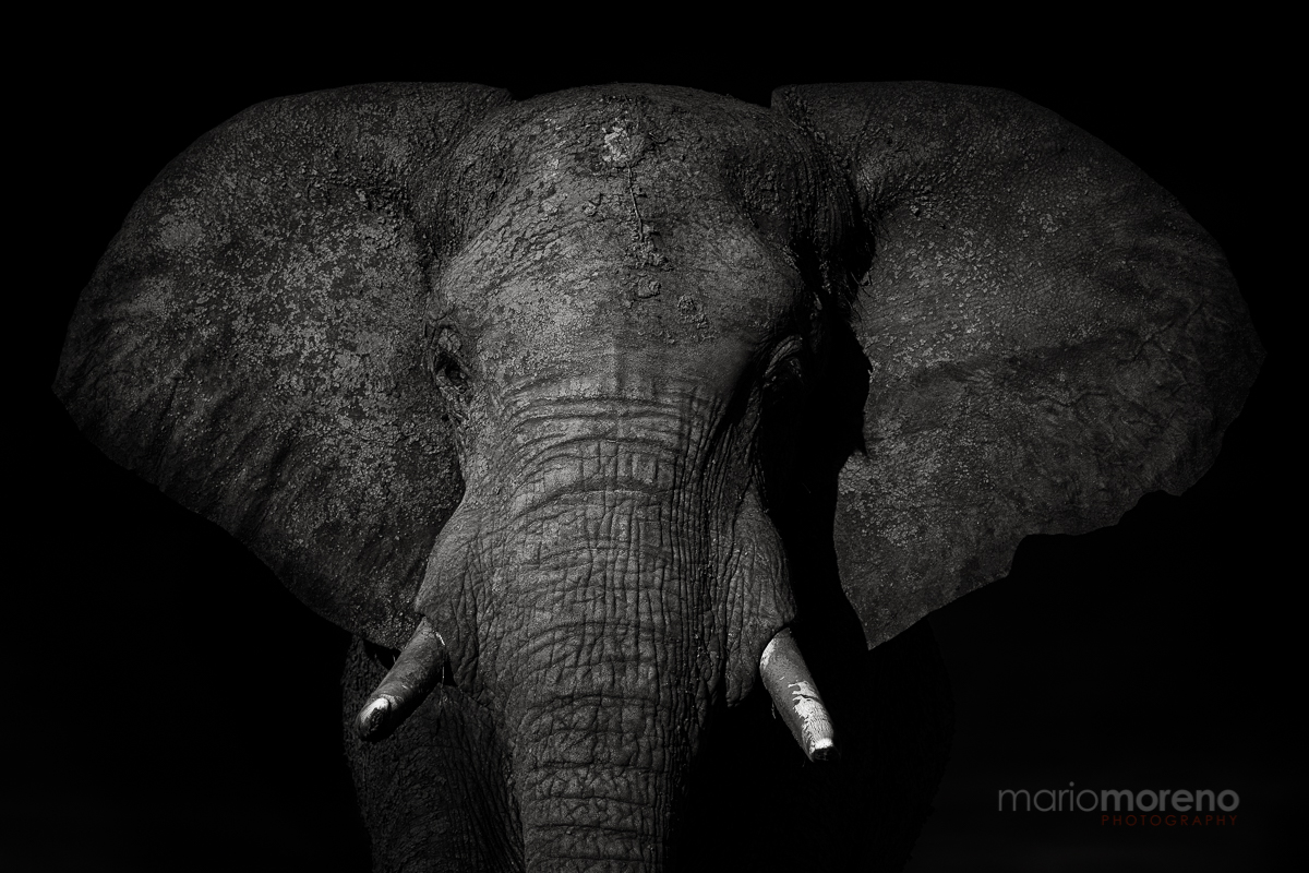 A Giant in The Dark