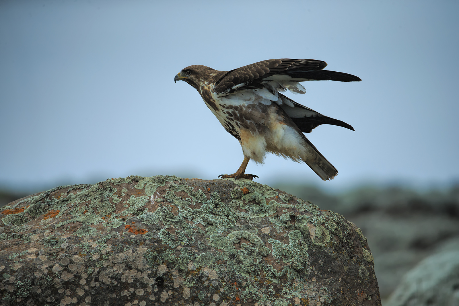 Augur Buzzard Juvenile