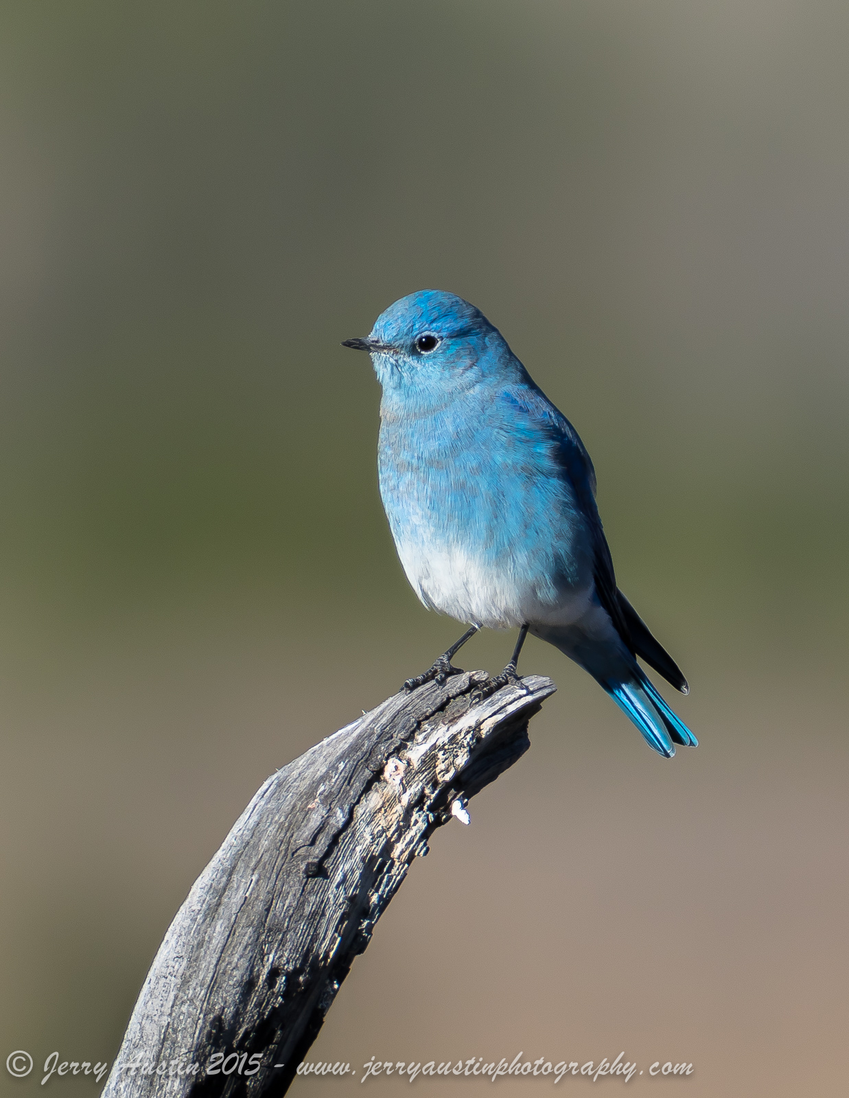 Mountain Bluebird