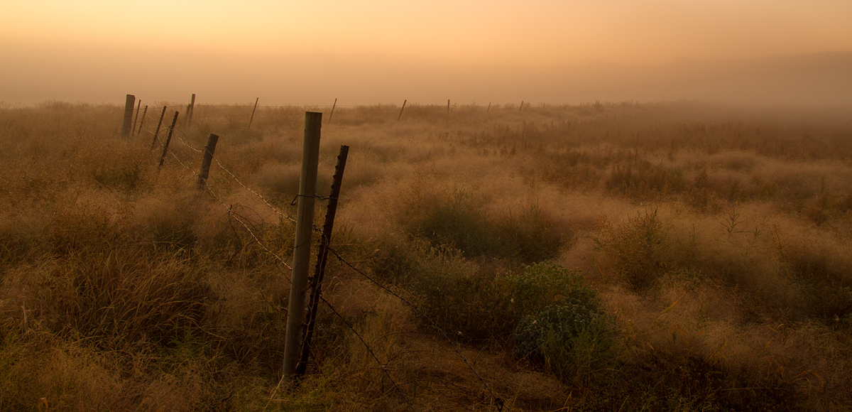 Into the Fog