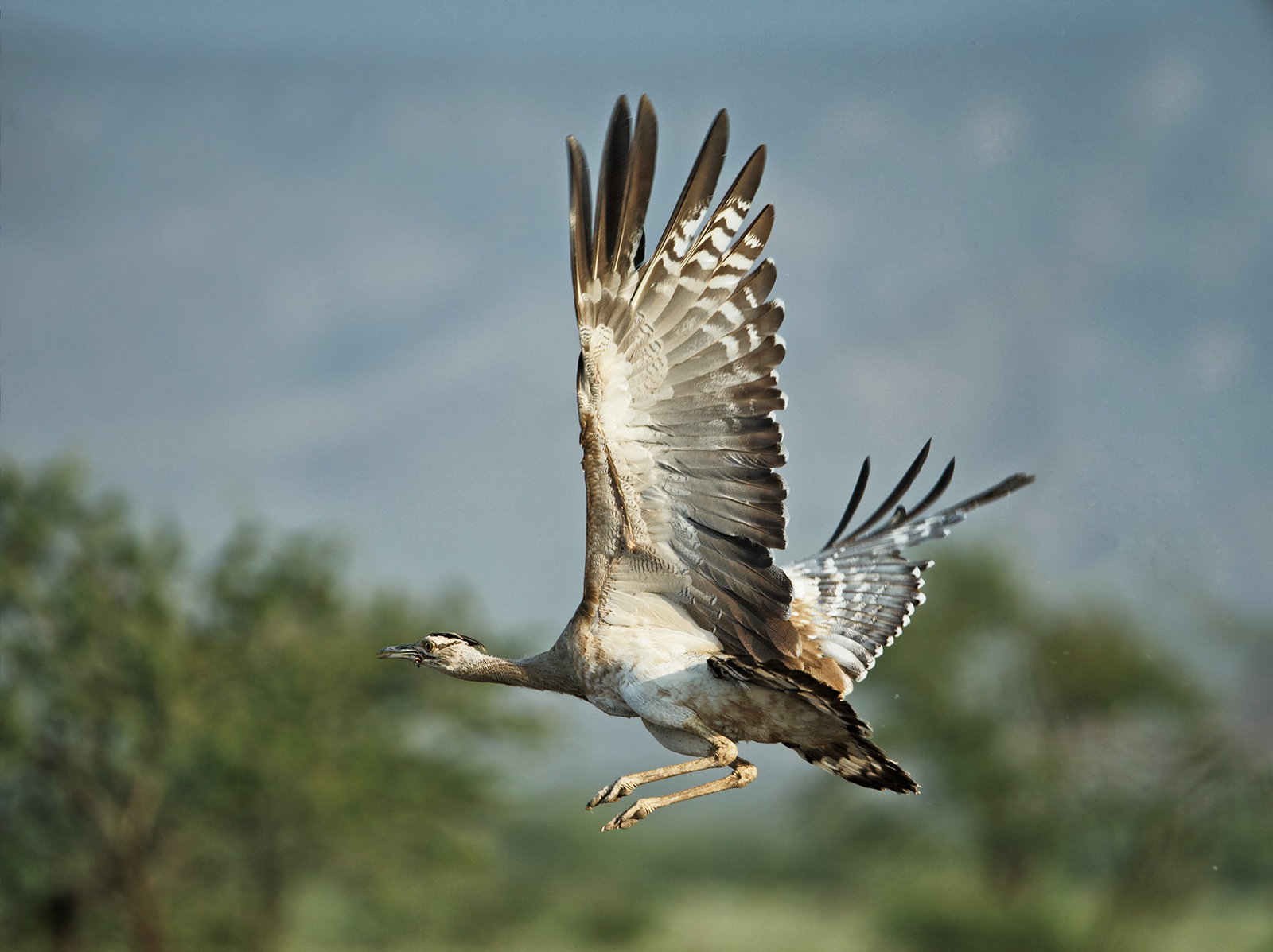 Arabian Bustard