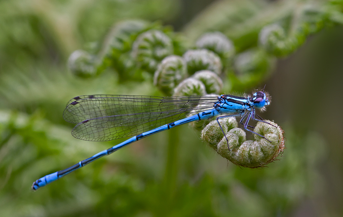Blue damselfly
