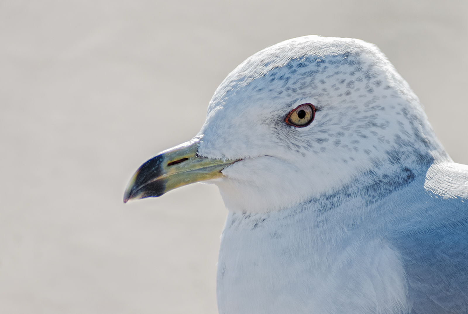 Ring-Billed Gull RePost