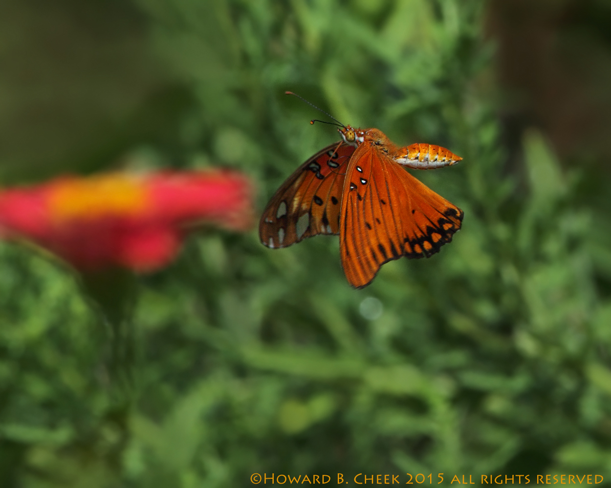 Passion Flight