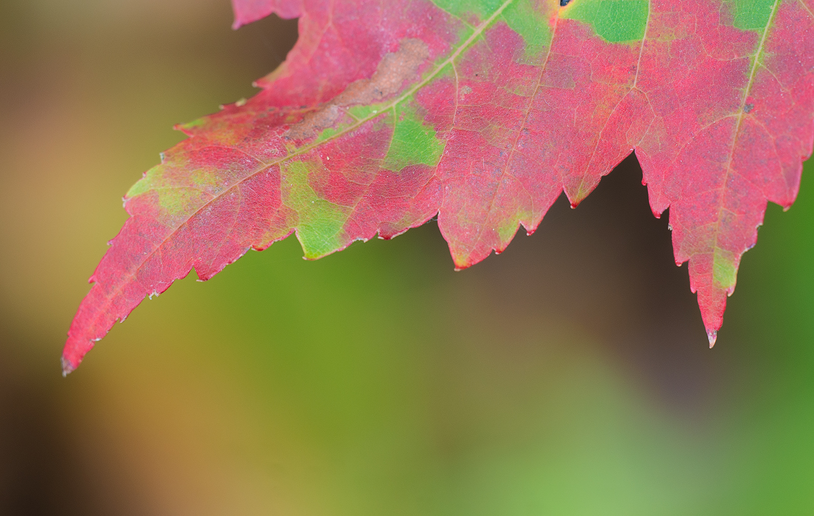 Autumn Maple