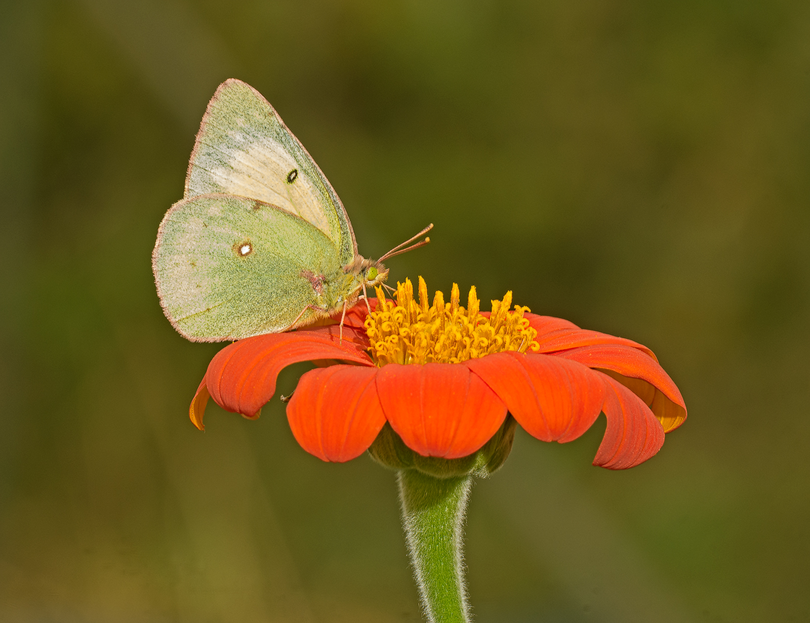 Common Sulfur & Tithonia