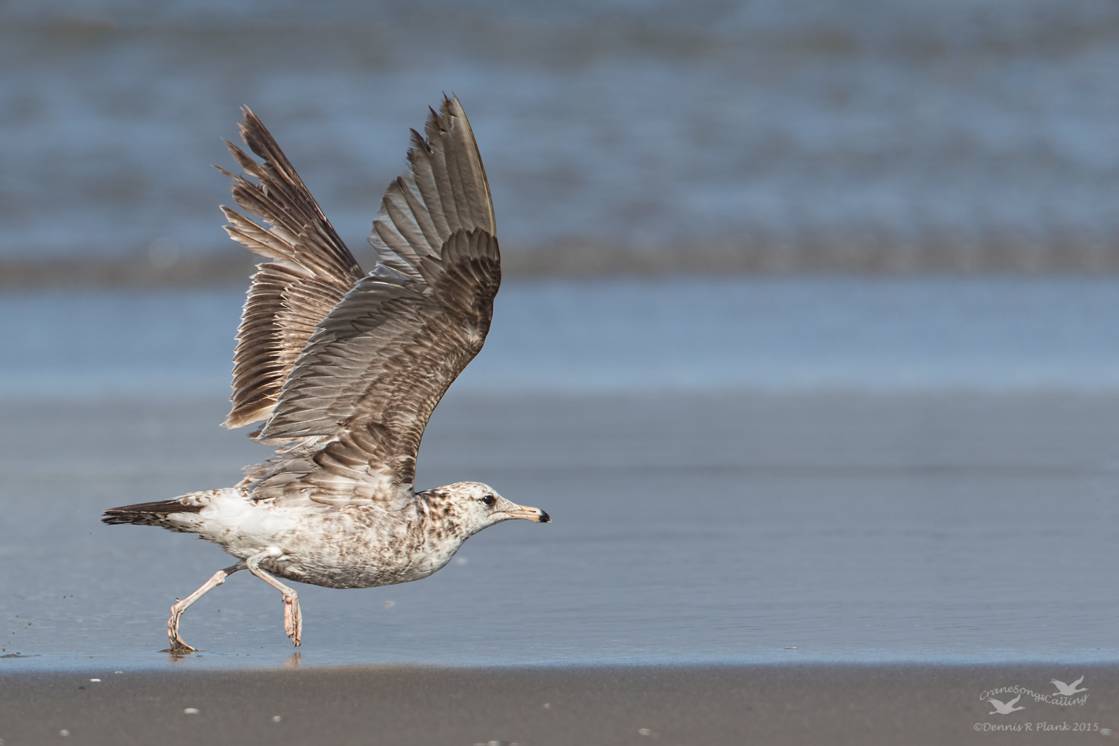 Herring Gull Take-off