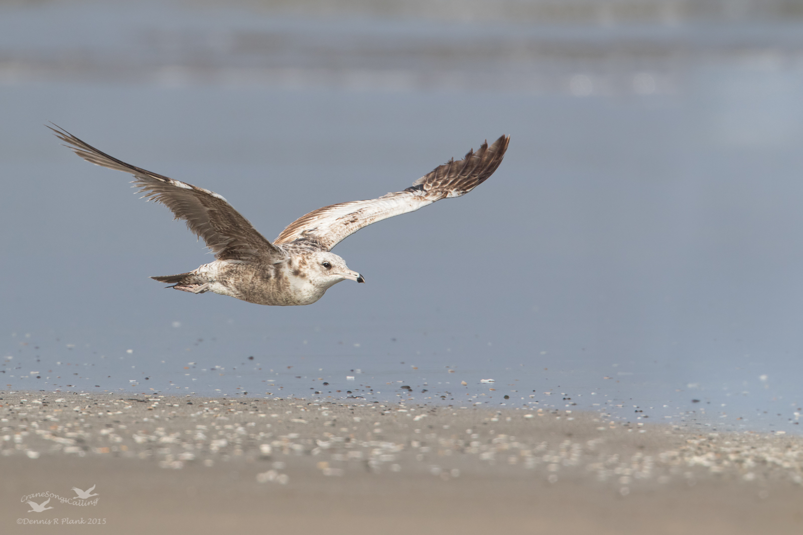 Herring Gull in Flight