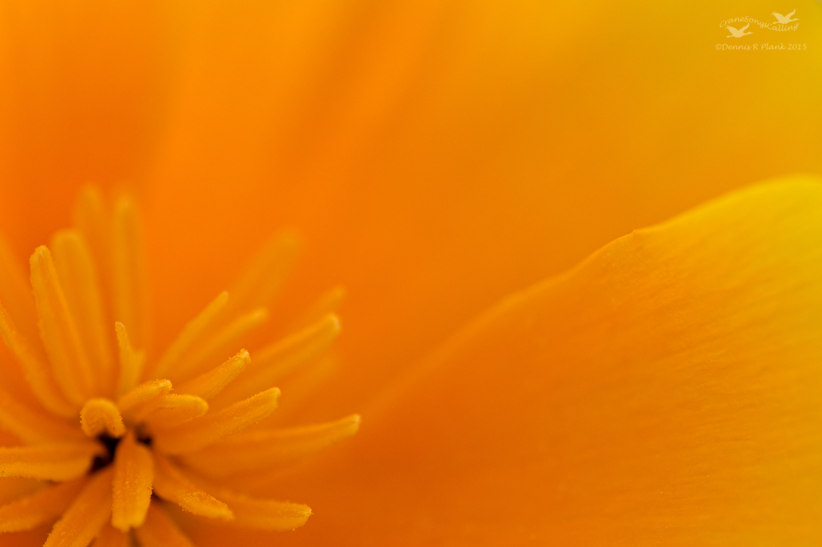 California Poppy