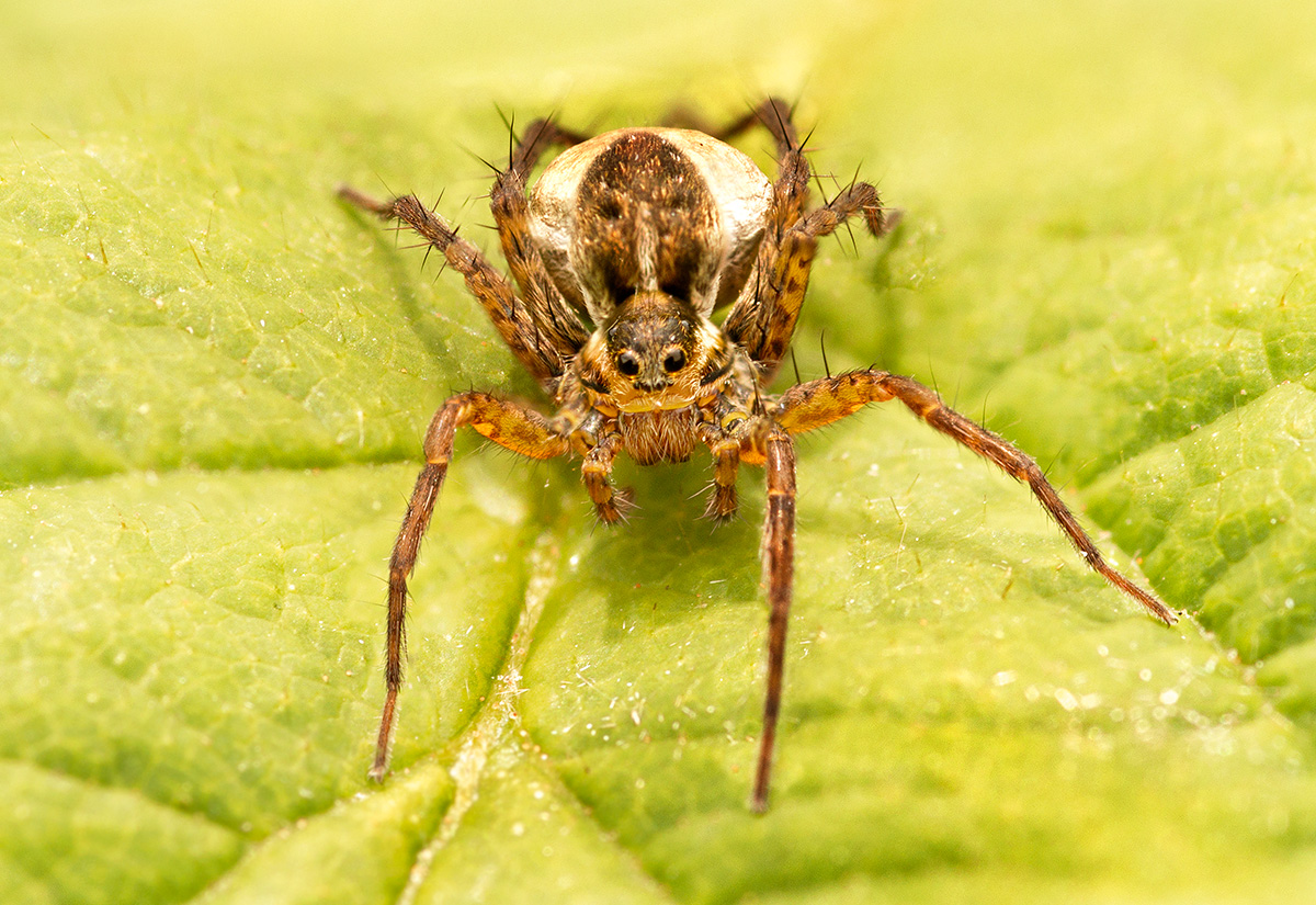 Wolf Spider