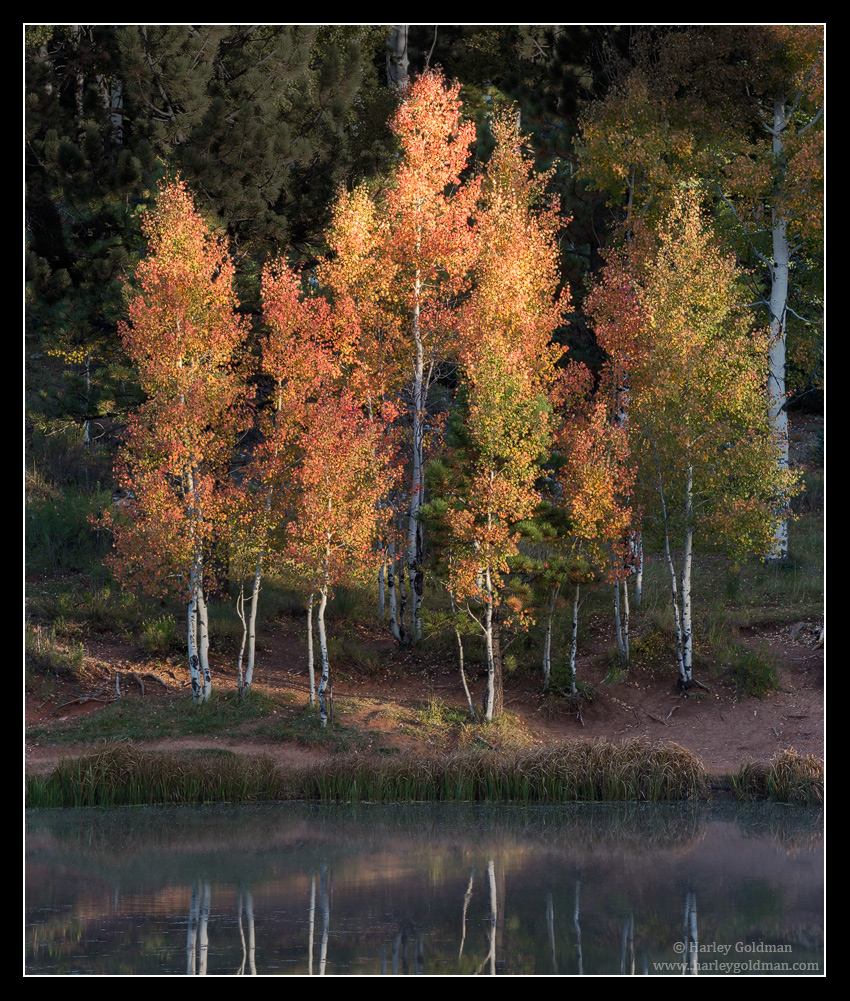 Morning Reflections