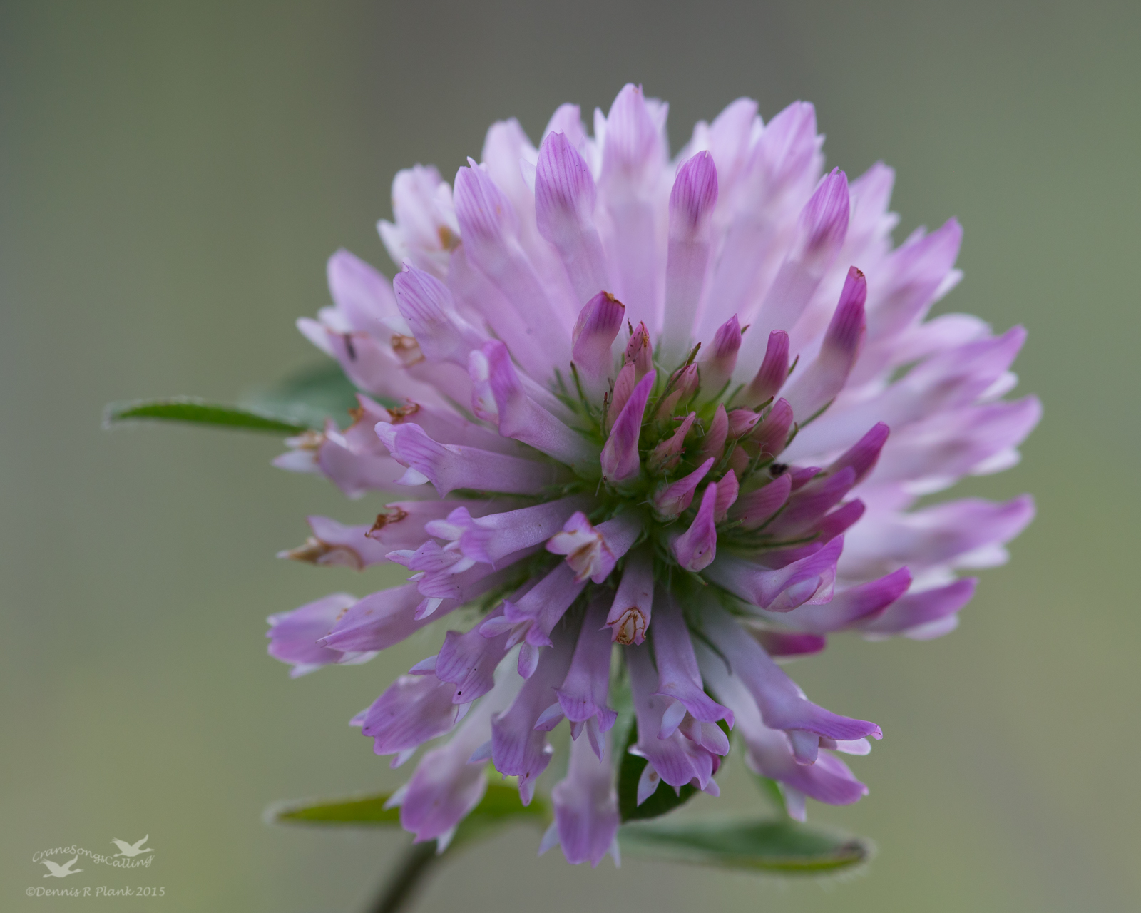 Clover