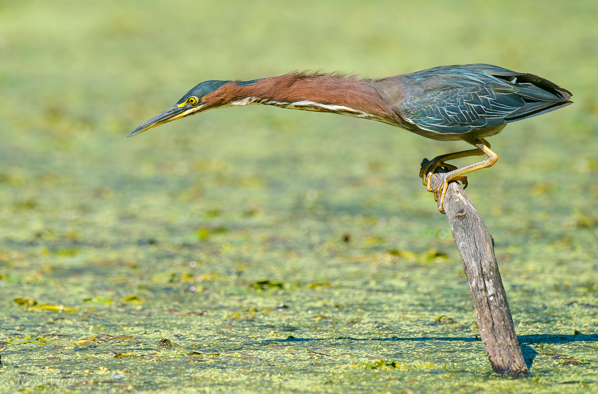 Green Heron Hunting