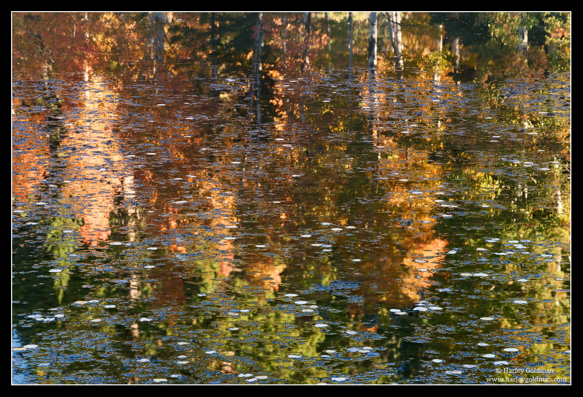 Floating Aspen Leaves