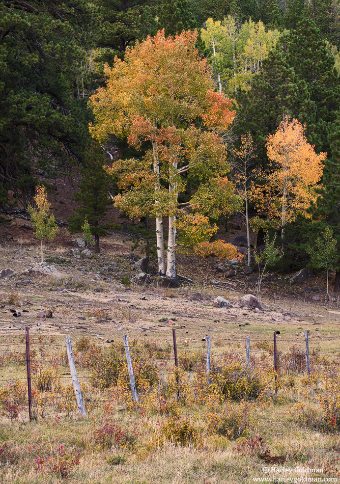 The Fence Line