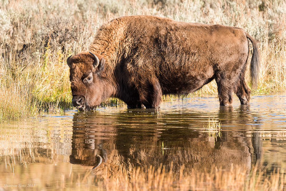 Water Bison