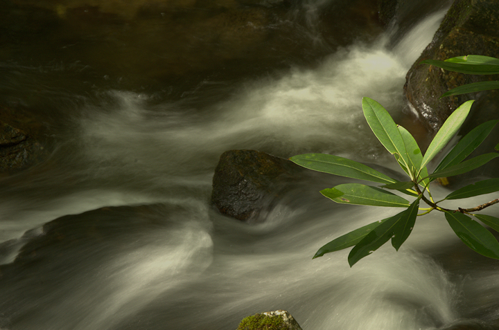 Smoky Mountain Stream