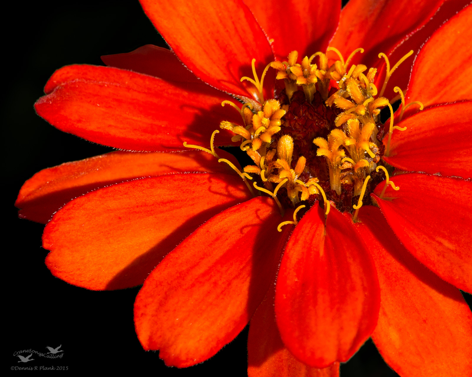 Zinnia