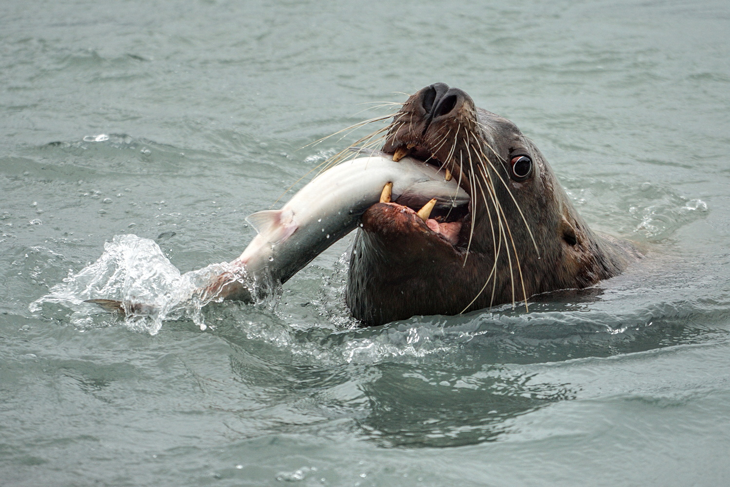 Salmon Supper