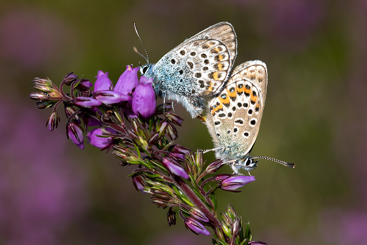 Mating Butterflies