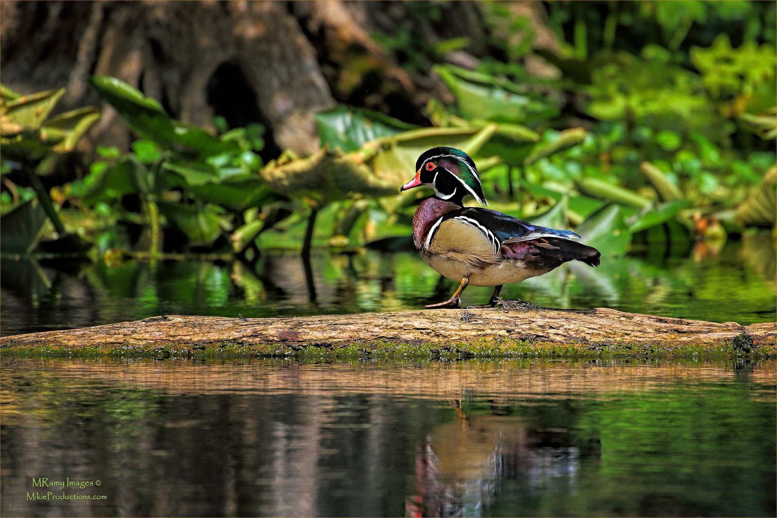 Woody on Log