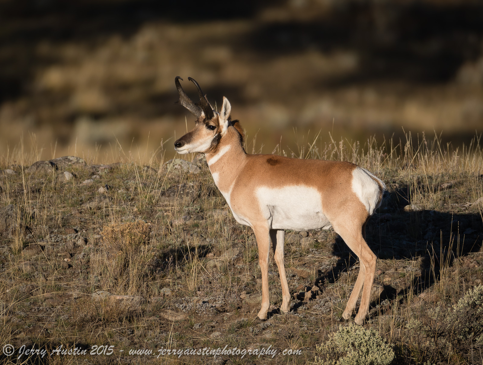 Ridge Line Pronghorn