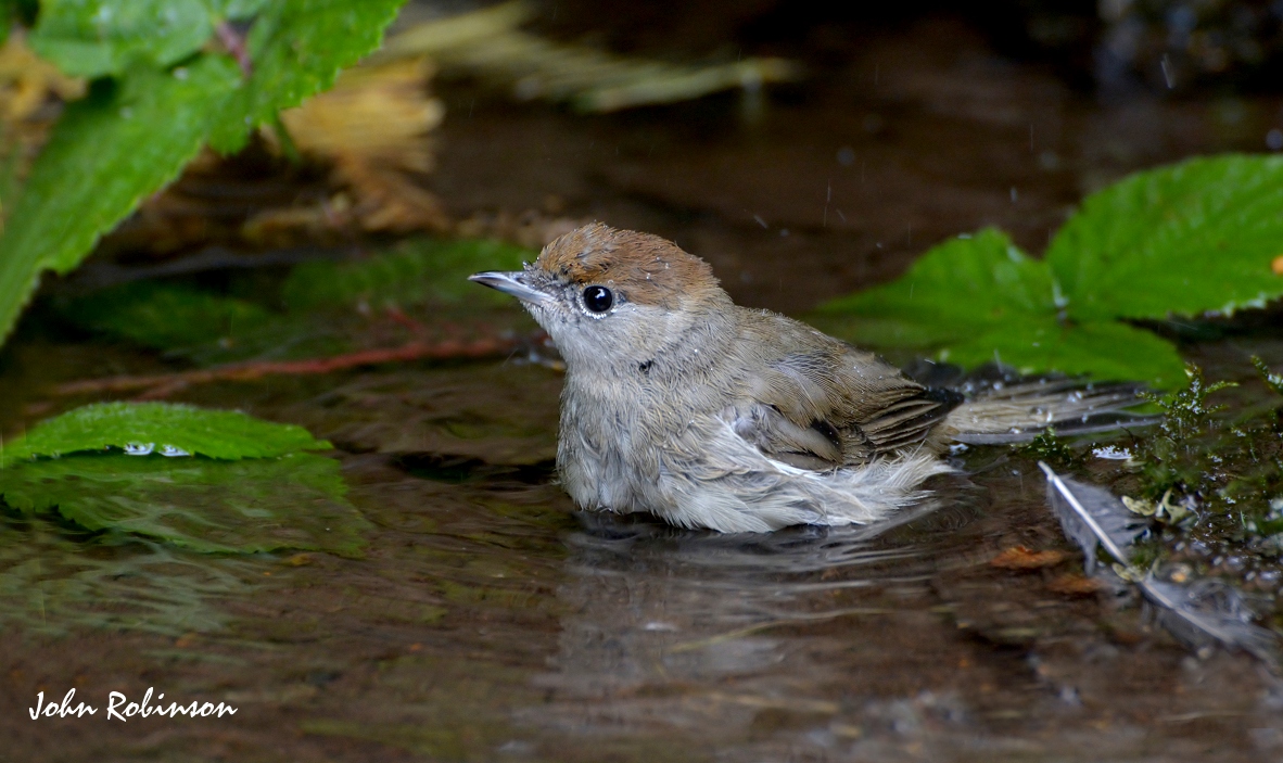 Blackcap Warbler