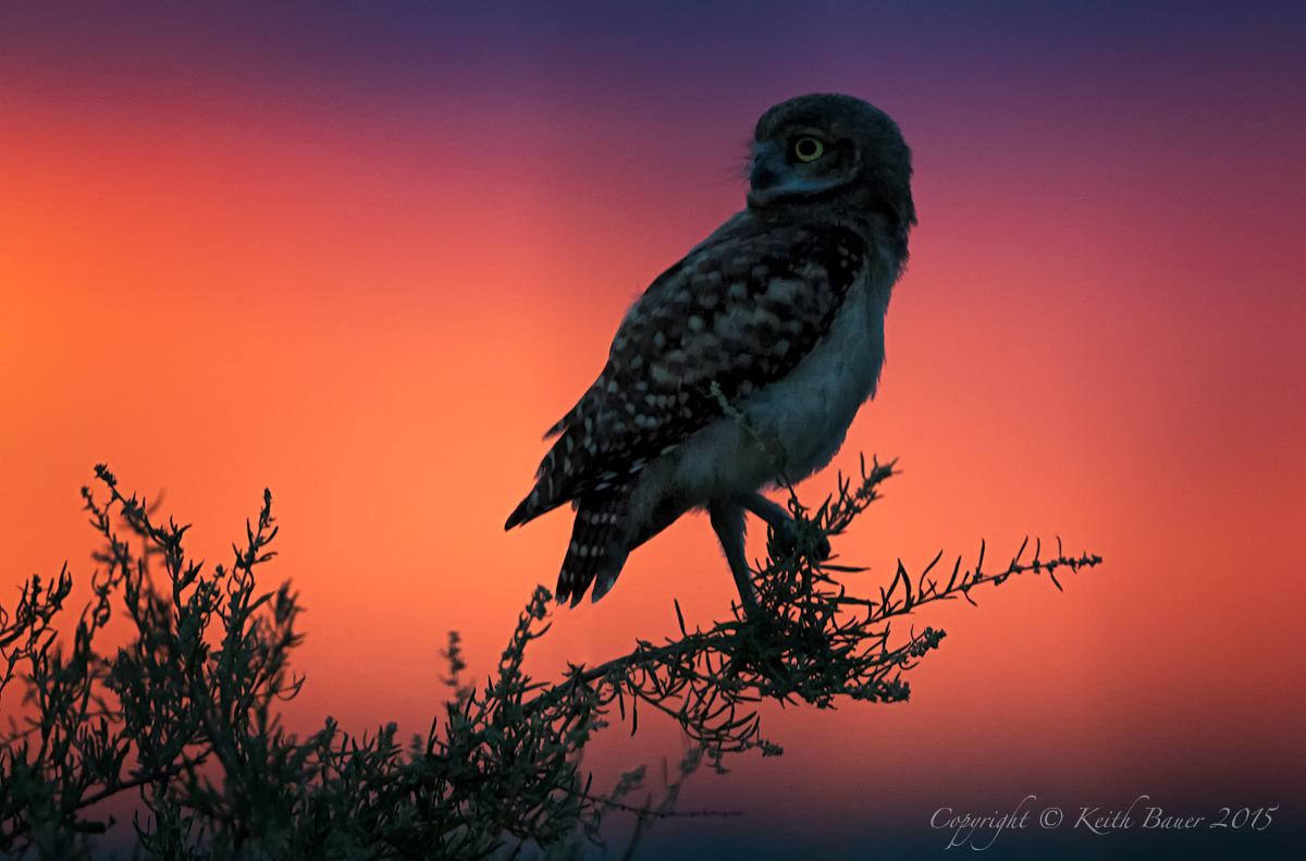 Sunset Burrowing Owl