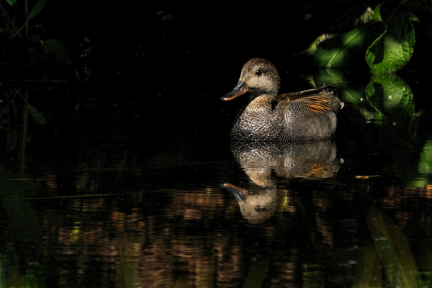 Spot on Gadwall