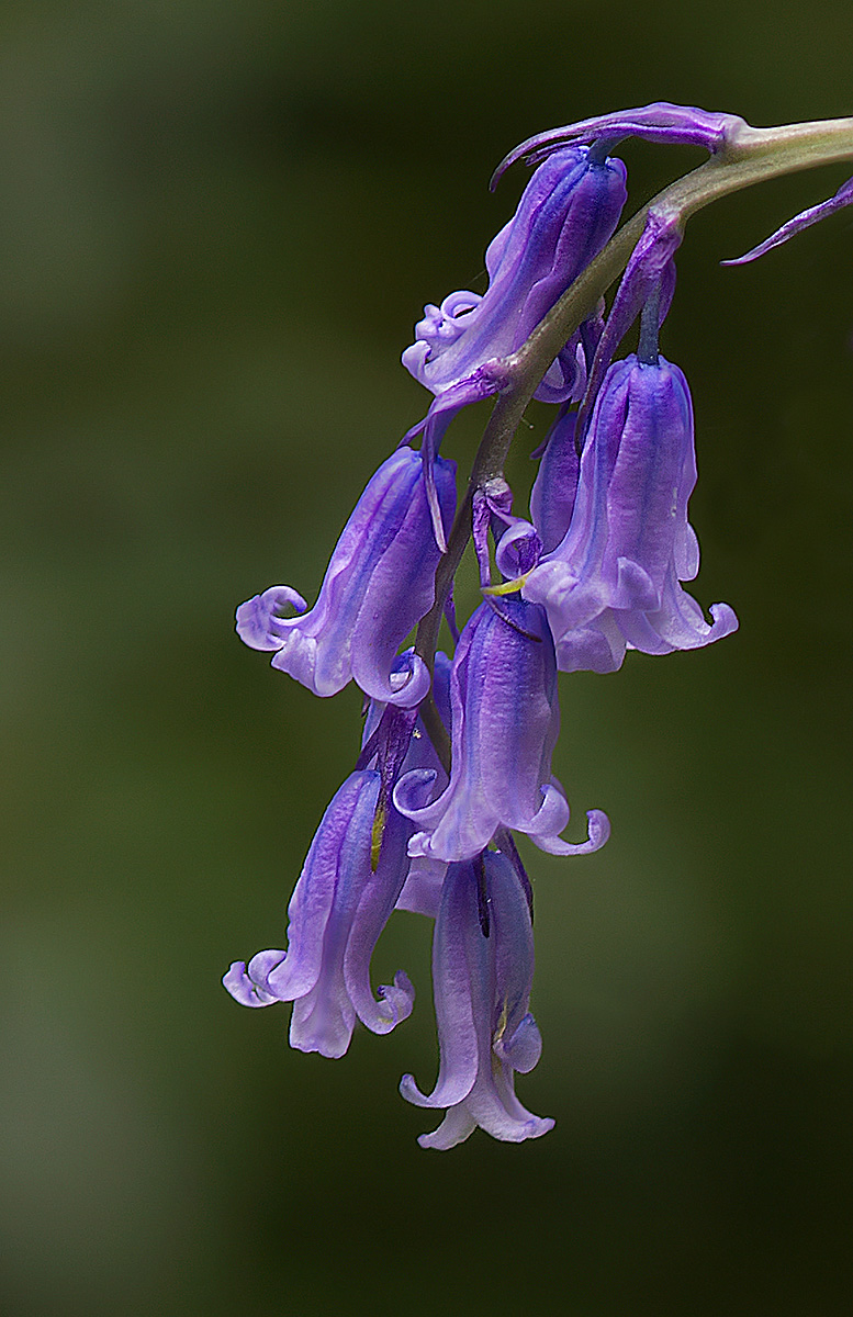 Bluebells