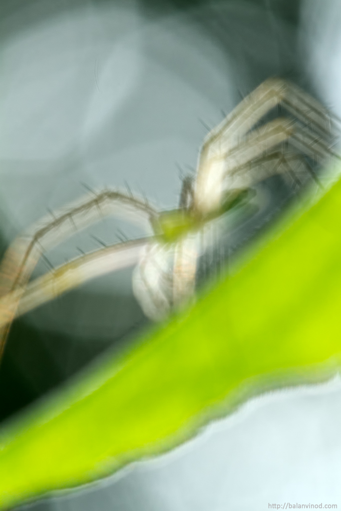 Arachnophobia