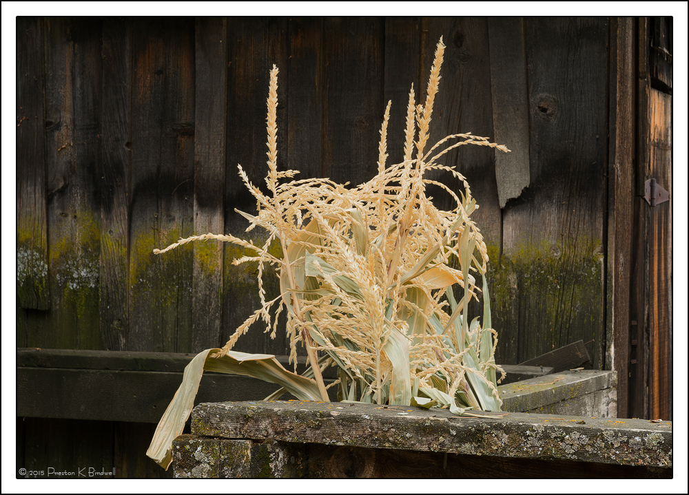 Harvest Time + rp