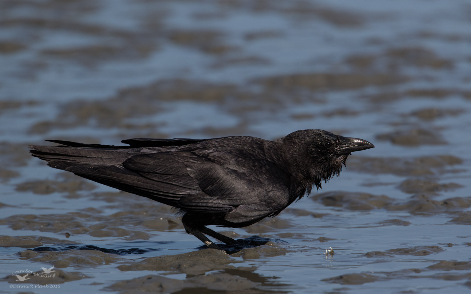 Crow