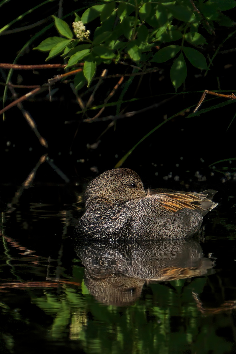 Gadwall Tranquility