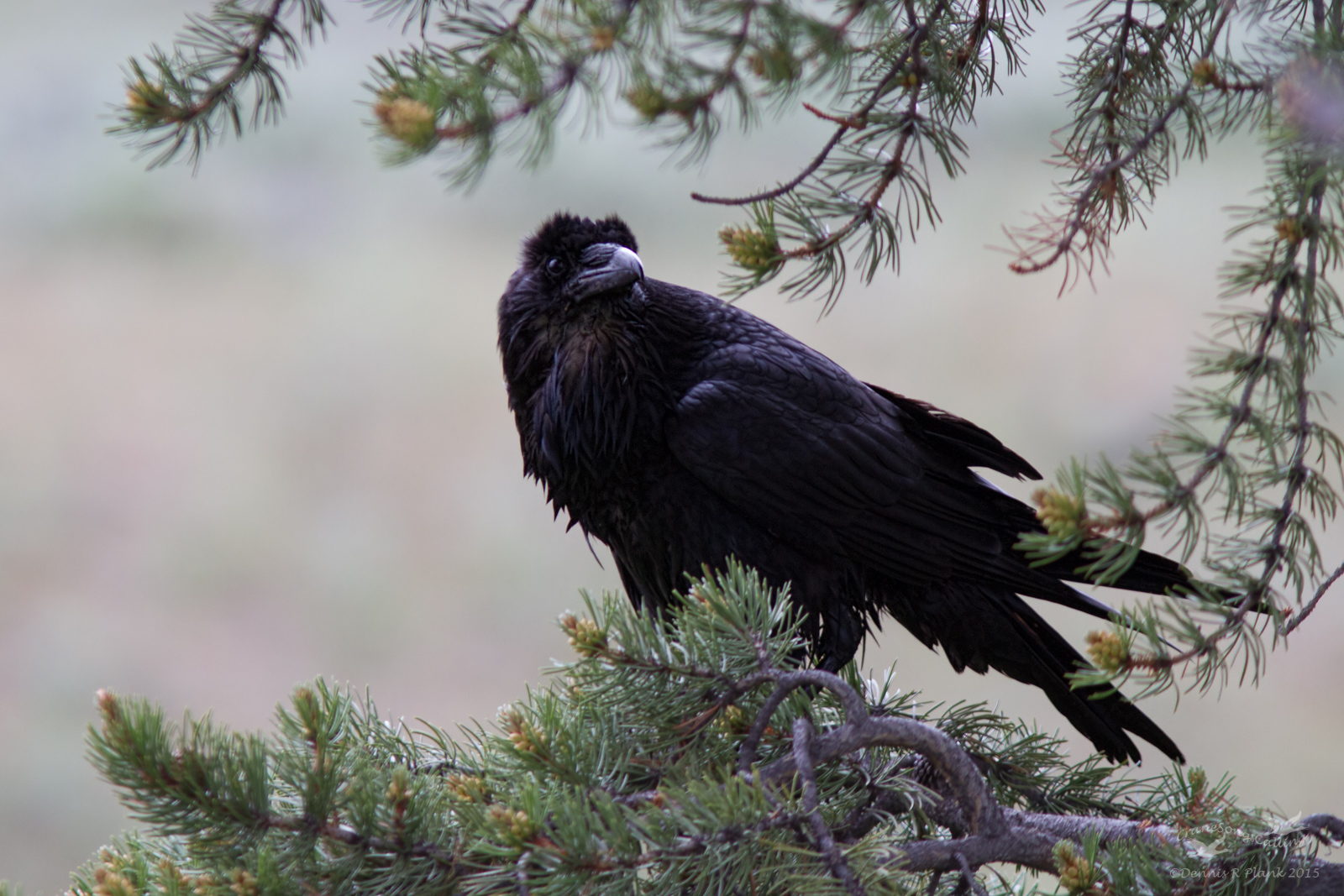 Raven II