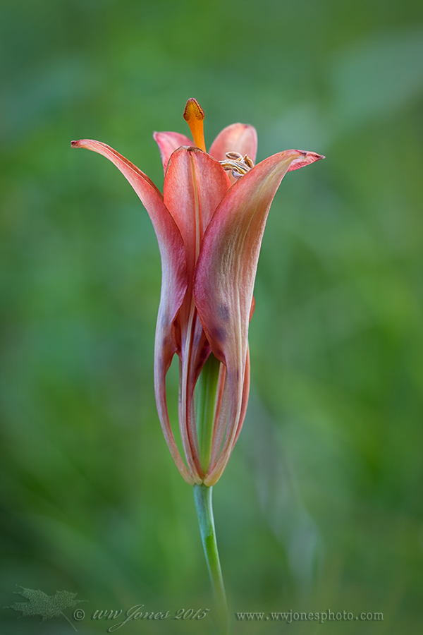 Wood Lily in the Evening