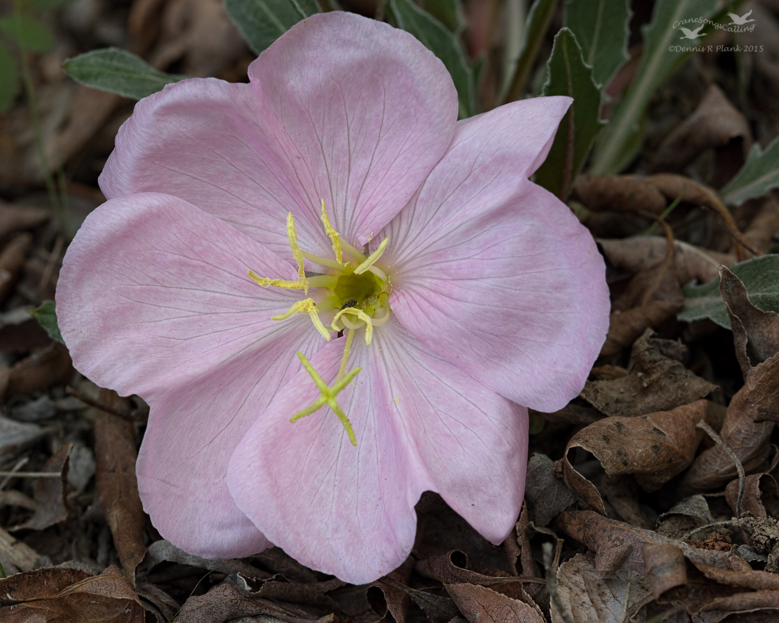 Gumbo Evening Primrose