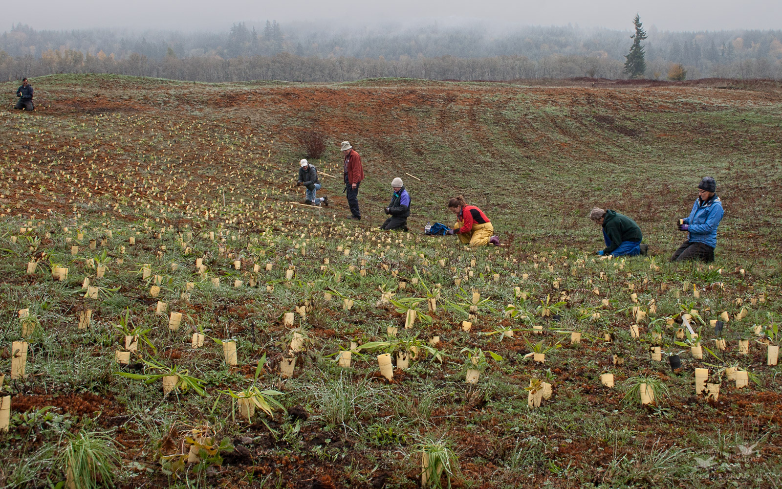 Prairie Restoration