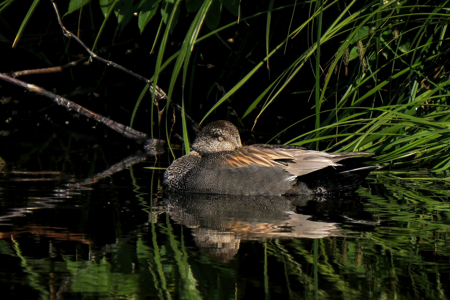 Gadwall Dreams