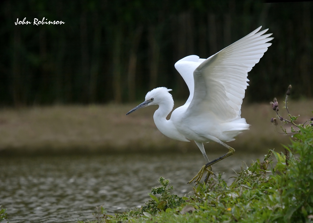 Egret