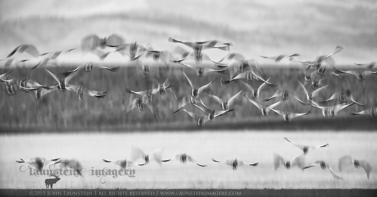 On the Wing + Colour RP